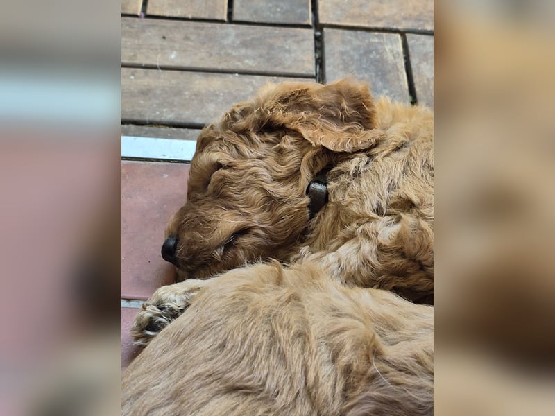 Irish Doodle Welpen aus liebevoller Familienaufzuch