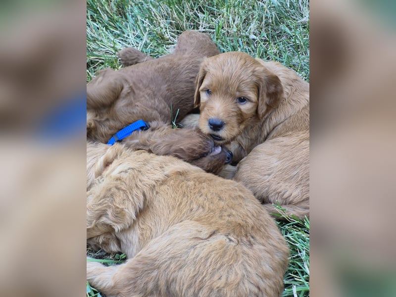 Irish Doodle Welpen aus liebevoller Familienaufzuch