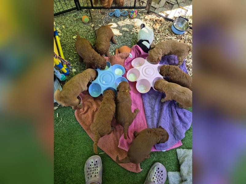 Irish Doodle Welpen aus liebevoller Familienaufzuch