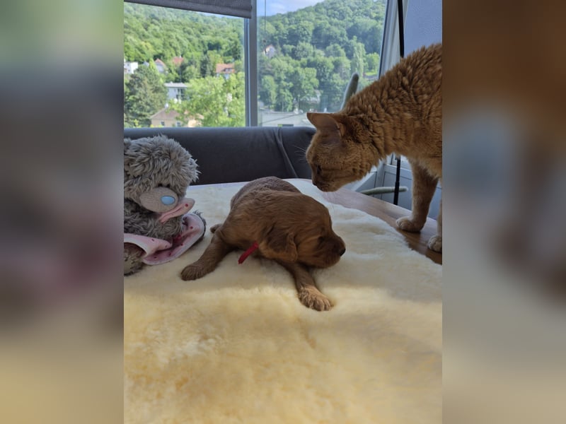 Irish Doodle Welpen aus liebevoller Familienaufzuch