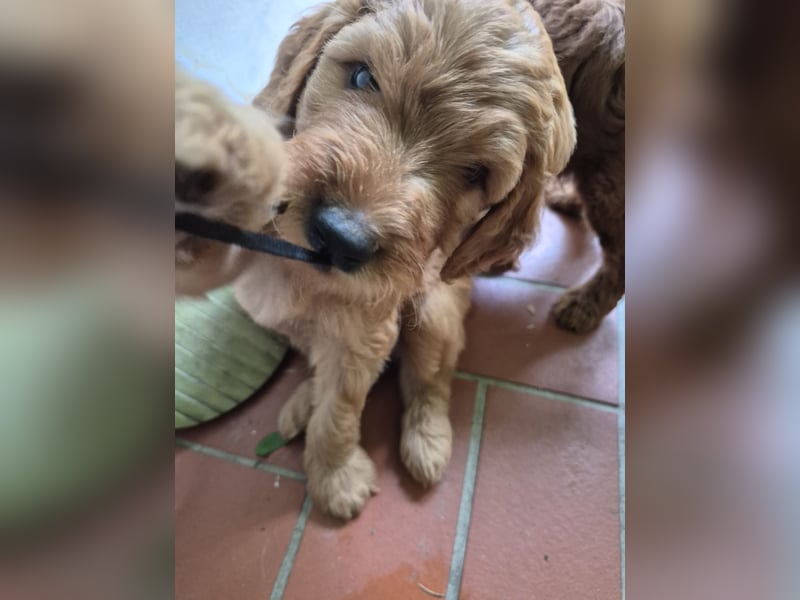 Irish Doodle Welpen aus liebevoller Familienaufzuch