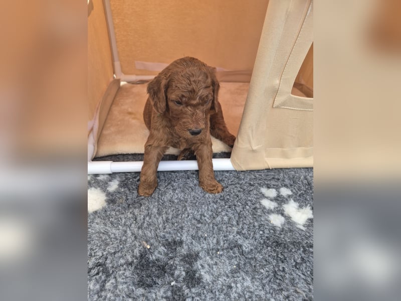 Irish Doodle Welpen aus liebevoller Familienaufzuch