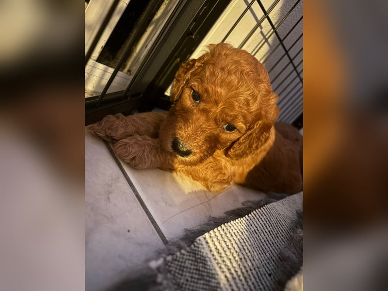 Irish Doodle Welpen aus liebevoller Familienaufzuch