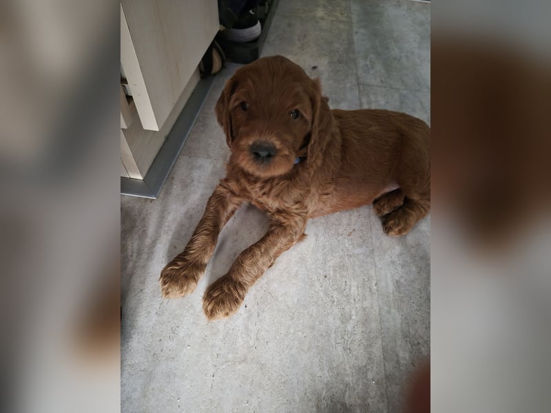 Irish Doodle Welpen aus liebevoller Familienaufzuch