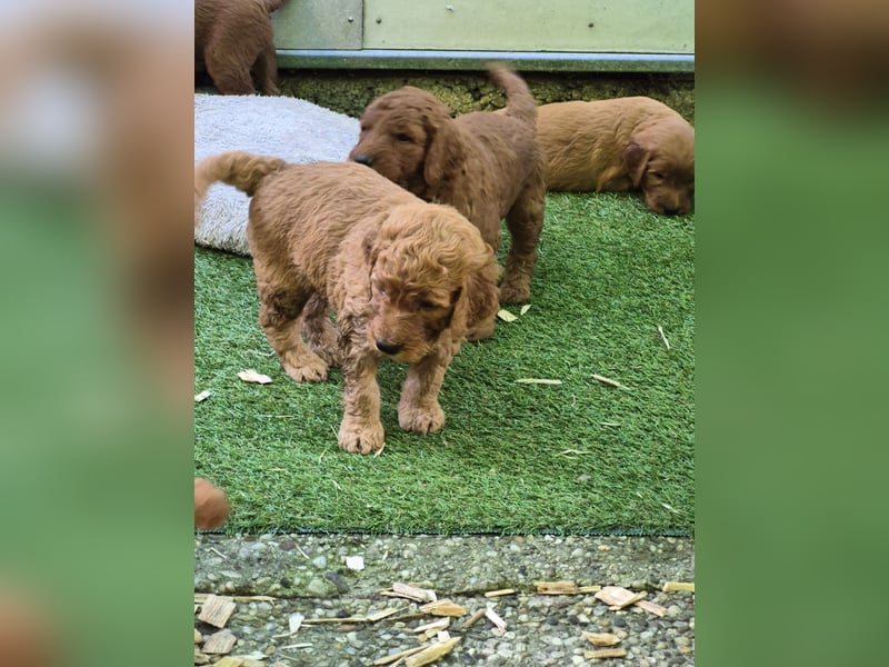 Irish Doodle Welpen aus liebevoller Familienaufzuch