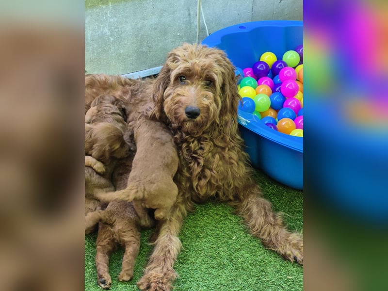 Irish Doodle Welpen aus liebevoller Familienaufzuch
