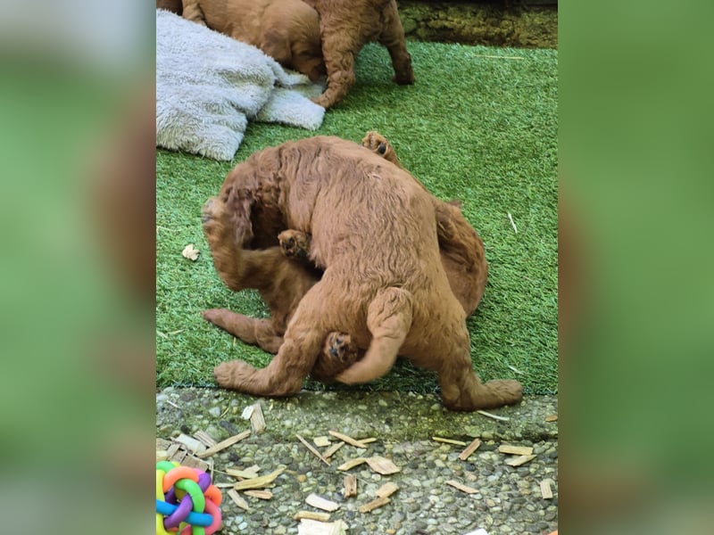 Irish Doodle Welpen aus liebevoller Familienaufzuch
