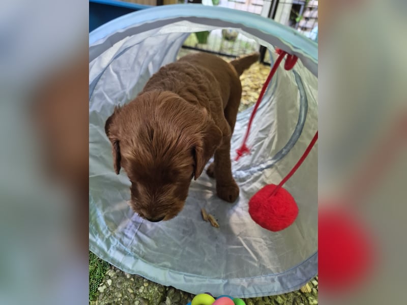 Irish Doodle Welpen aus liebevoller Familienaufzuch
