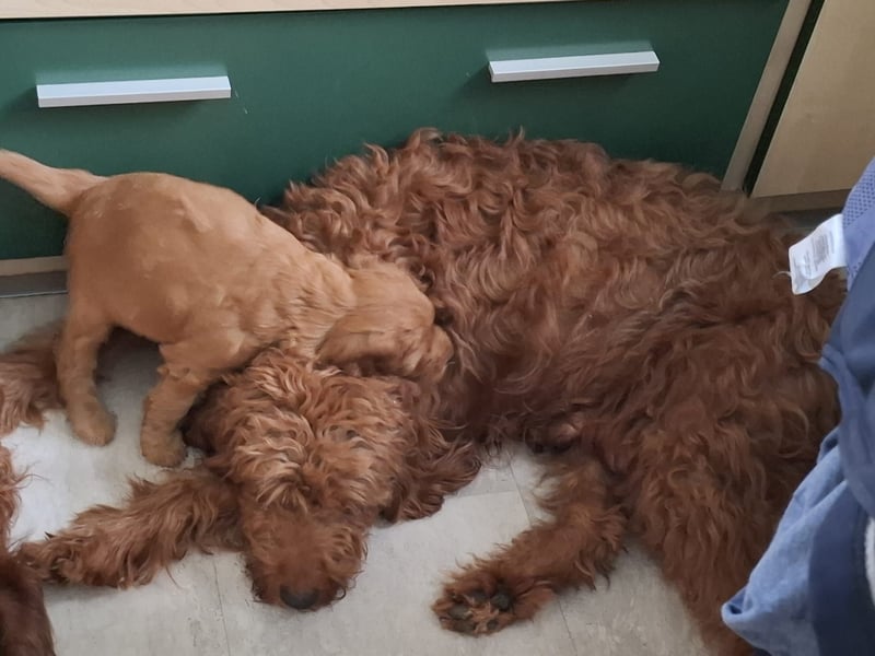 Irish Doodle Welpen aus liebevoller Familienaufzuch