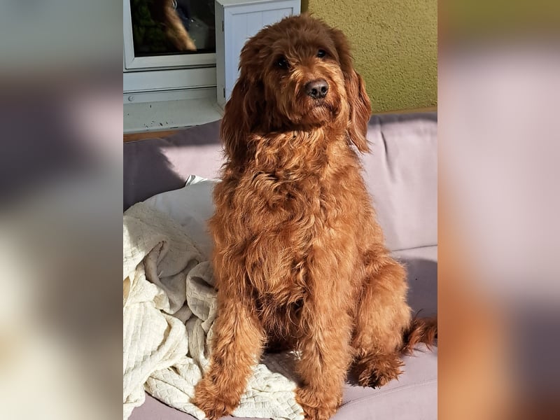 Irish Doodle Welpen aus liebevoller Familienaufzuch