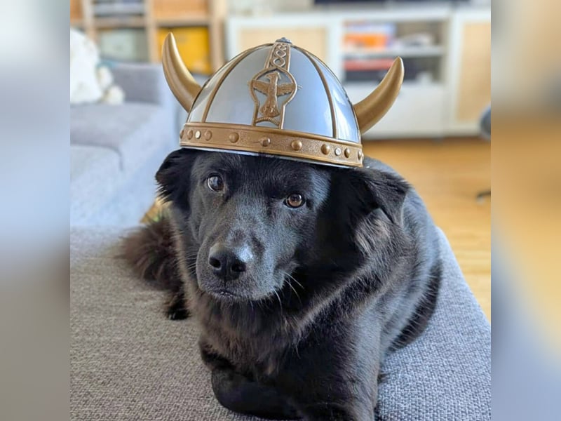 Dio - ein Familienhund
