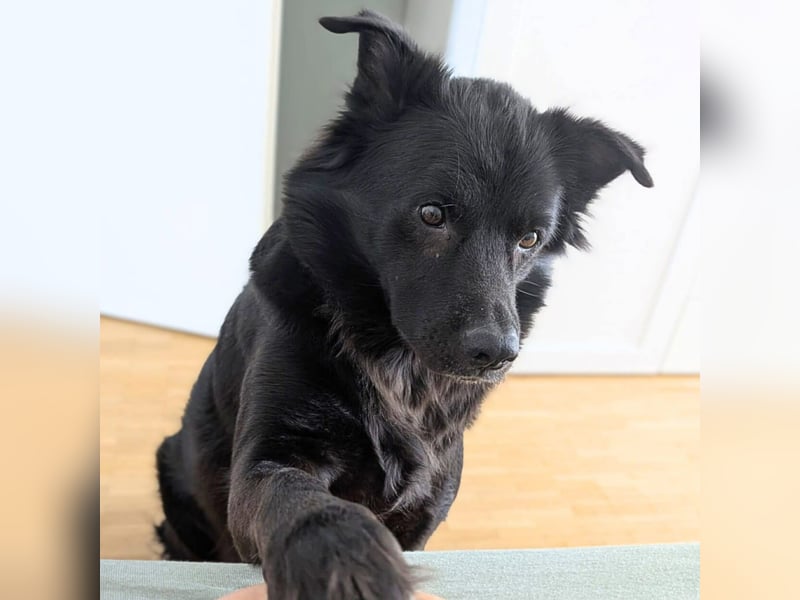 Dio - ein Familienhund