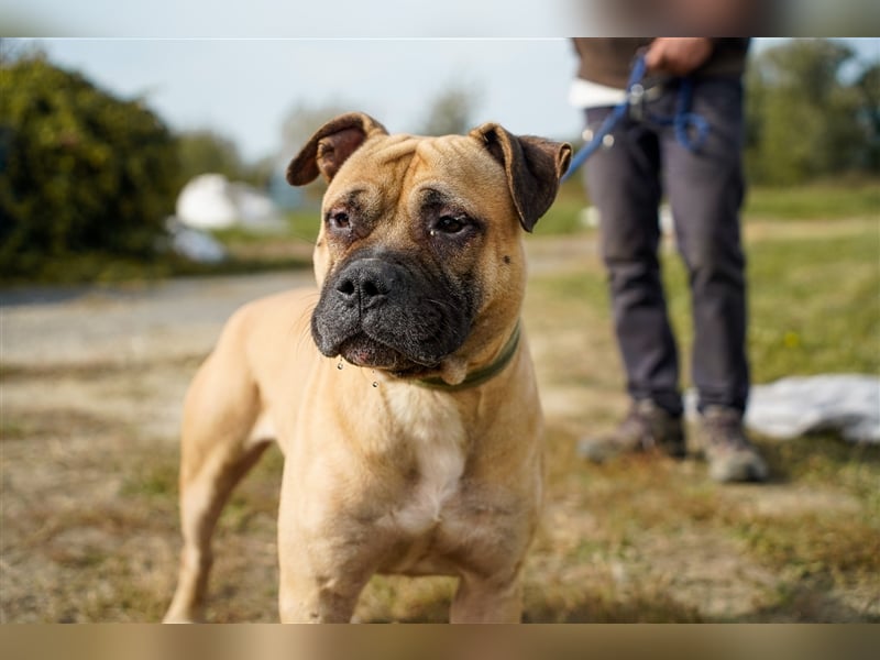 Athletischer Boby für A/CH/NL/SWE
