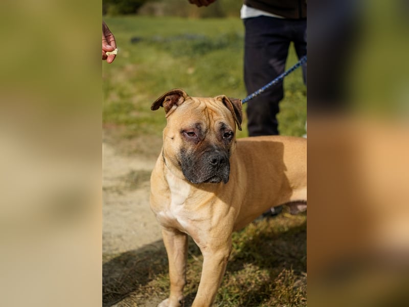 Athletischer Boby für A/CH/NL/SWE