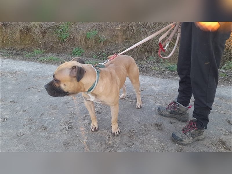 Athletischer Boby für A/CH/NL/SWE
