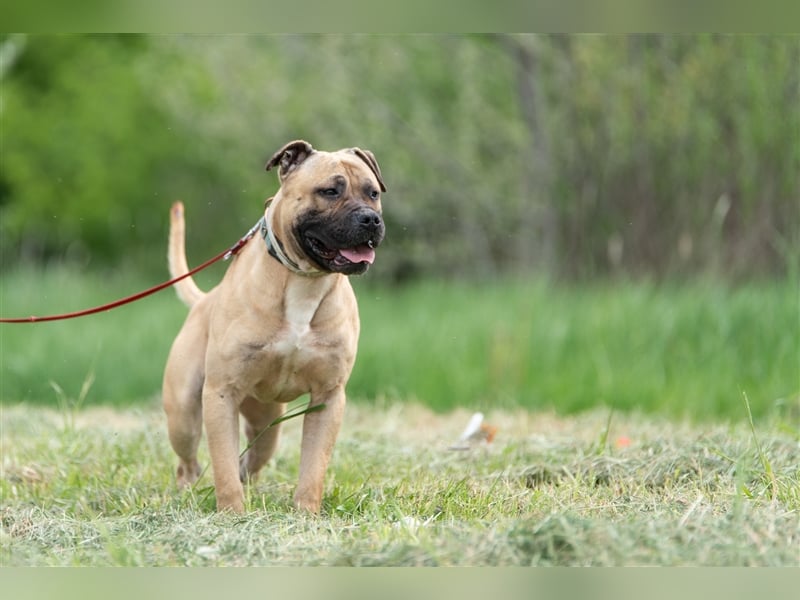 Athletischer Boby für A/CH/NL/SWE