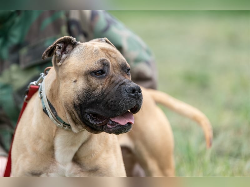 Athletischer Boby für A/CH/NL/SWE