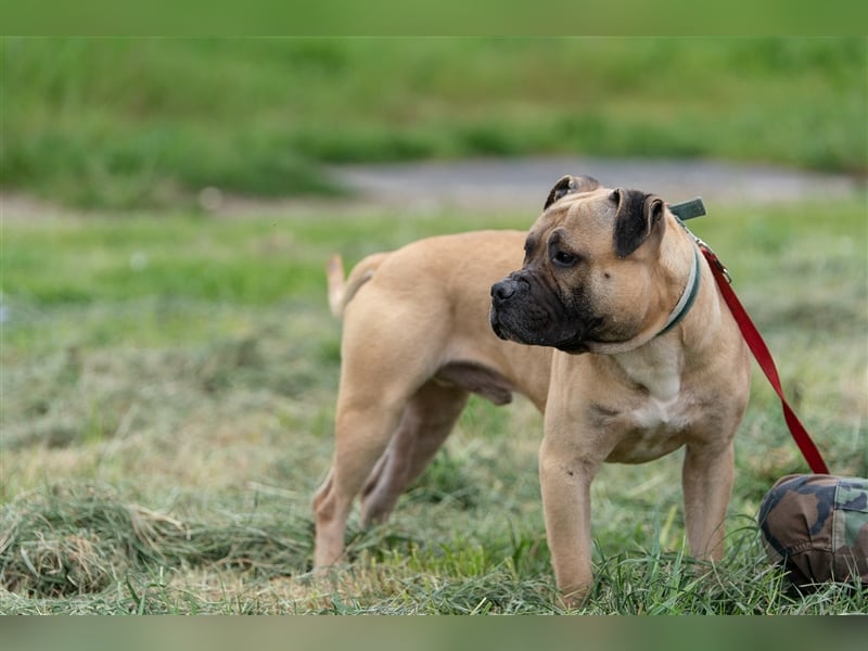 Athletischer Boby für A/CH/NL/SWE