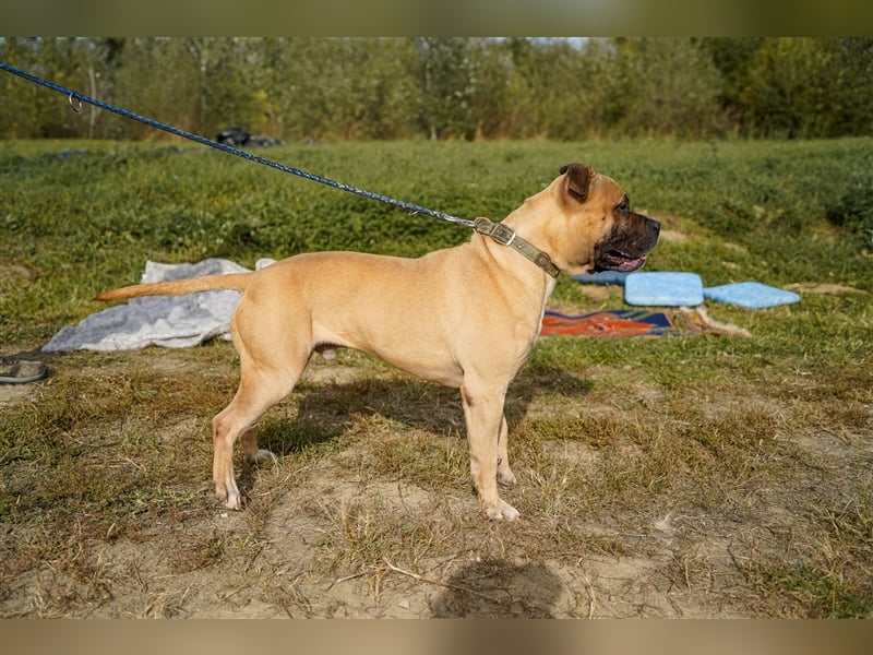 Athletischer Boby für A/CH/NL/SWE