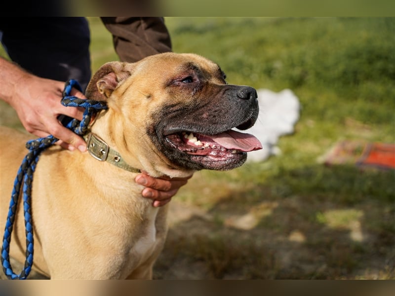 Athletischer Boby für A/CH/NL/SWE