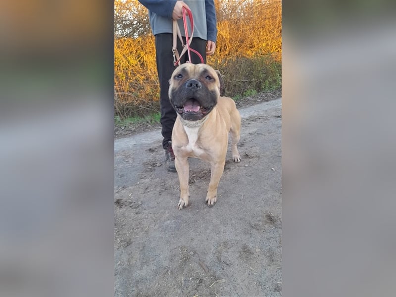 Athletischer Boby für A/CH/NL/SWE