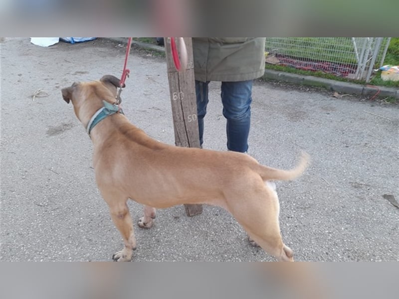 Athletischer Boby für A/CH/NL/SWE