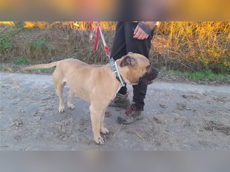Athletischer Boby für A/CH/NL/SWE