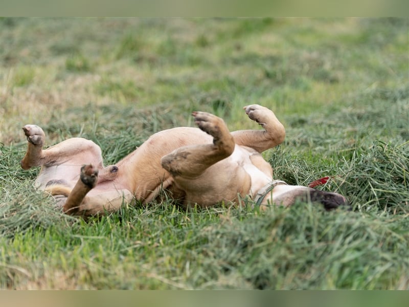Athletischer Boby für A/CH/NL/SWE