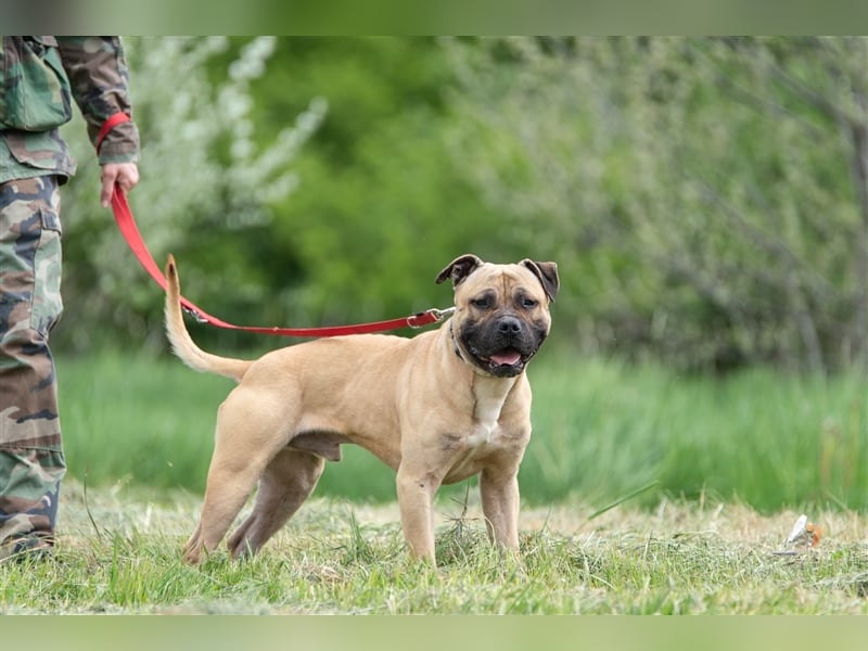 Athletischer Boby für A/CH/NL/SWE