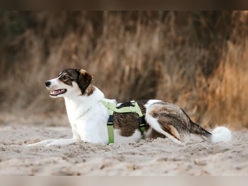 Adam - erobert schnell die Herzen