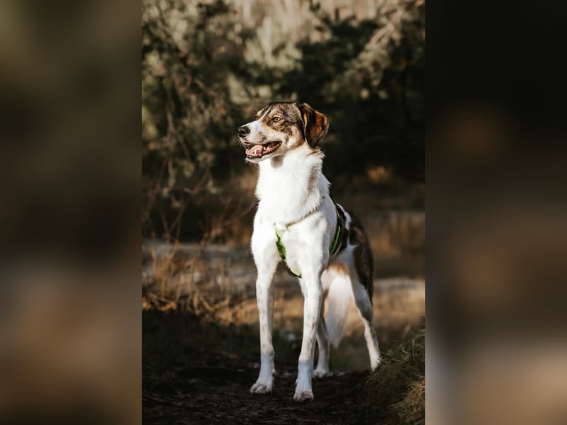 Adam - erobert schnell die Herzen