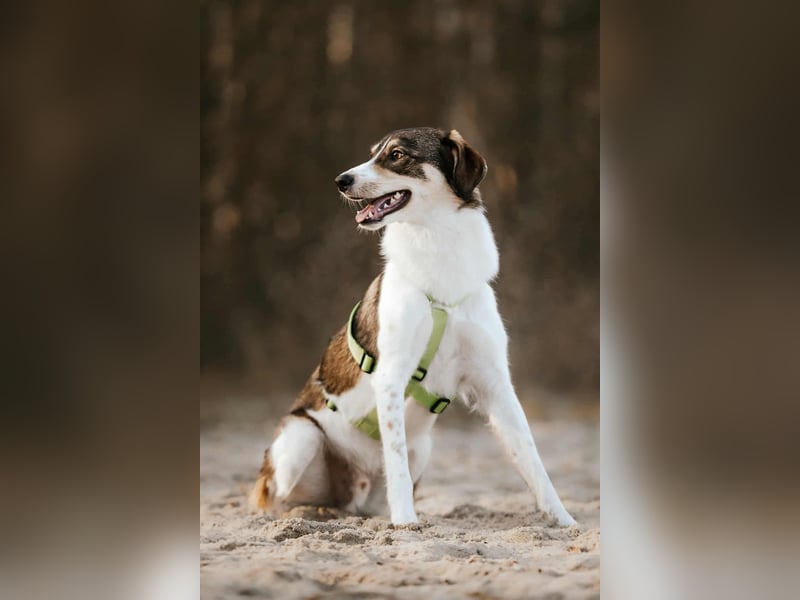 Adam - erobert schnell die Herzen