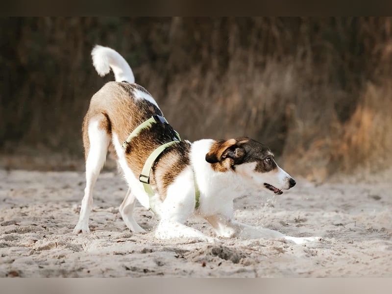 Adam - erobert schnell die Herzen