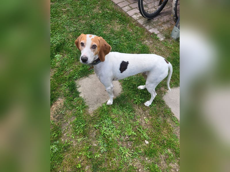 Hündin sucht neues Zuhause