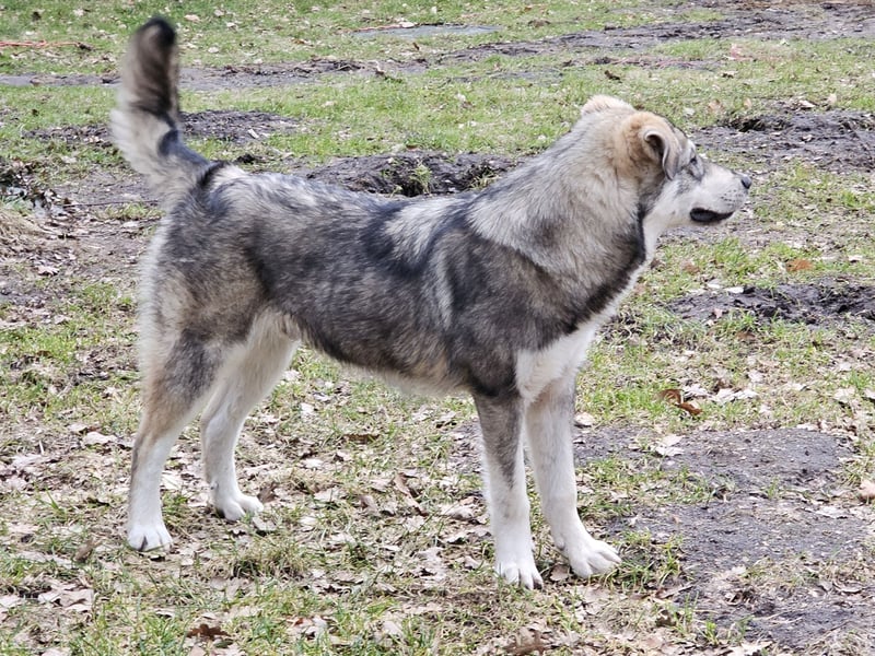Süßer Junghund Tobi sucht sein Für-immer-Zuhause