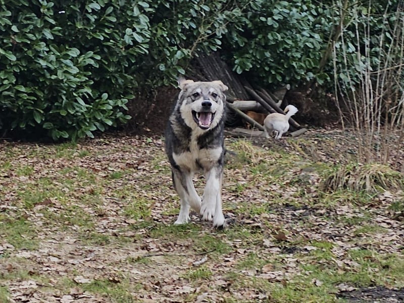 Süßer Junghund Tobi sucht sein Für-immer-Zuhause