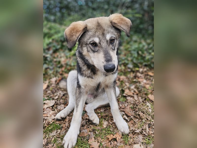 Süßer Junghund Tobi sucht sein Für-immer-Zuhause