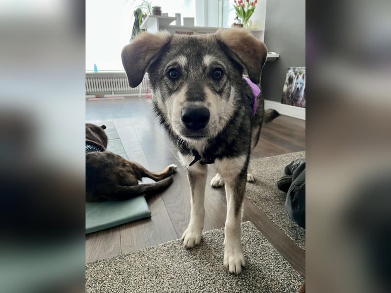 Süßer Junghund Tobi sucht sein Für-immer-Zuhause