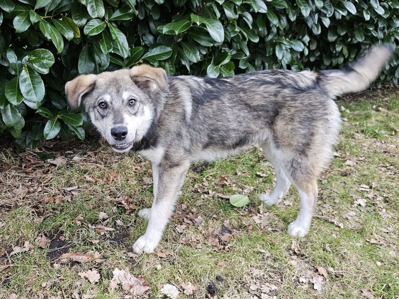 Süßer Junghund Tobi sucht sein Für-immer-Zuhause