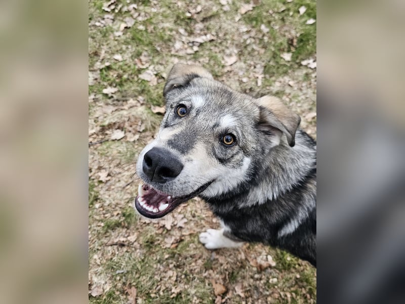 Süßer Junghund Tobi sucht sein Für-immer-Zuhause