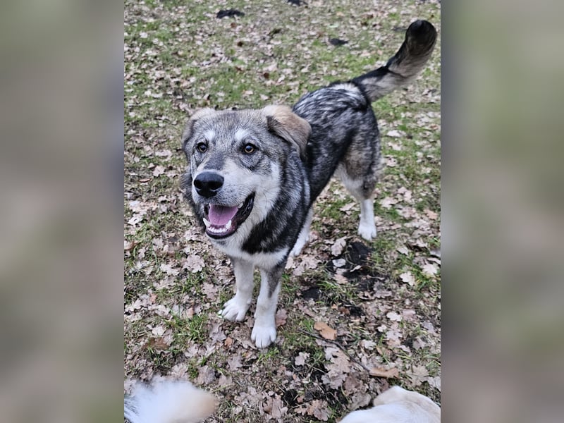 Süßer Junghund Tobi sucht sein Für-immer-Zuhause