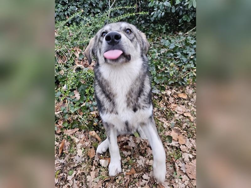 Süßer Junghund Tobi sucht sein Für-immer-Zuhause
