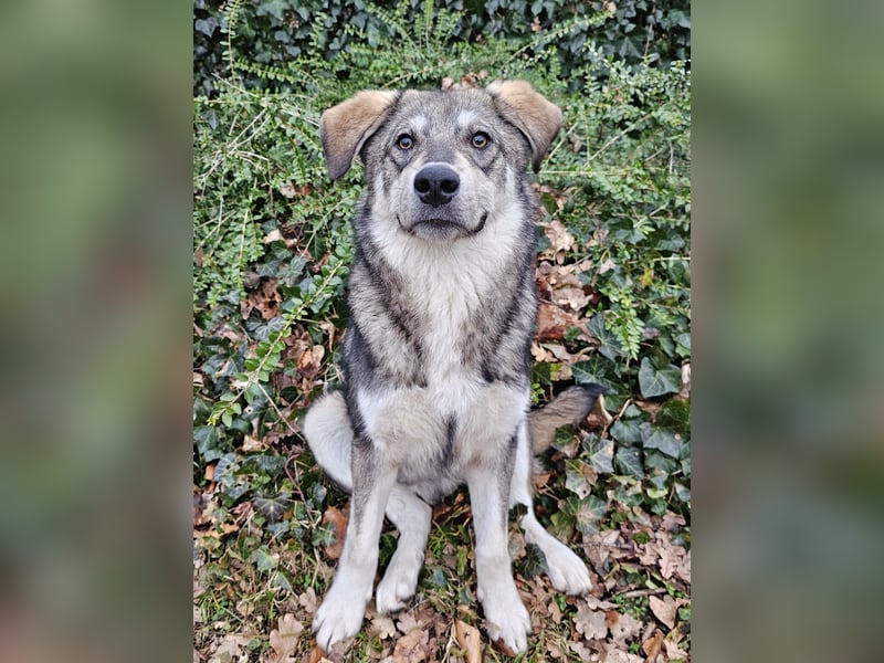 Süßer Junghund Tobi sucht sein Für-immer-Zuhause