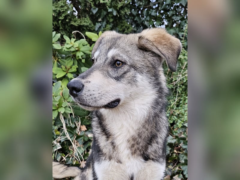 Süßer Junghund Tobi sucht sein Für-immer-Zuhause