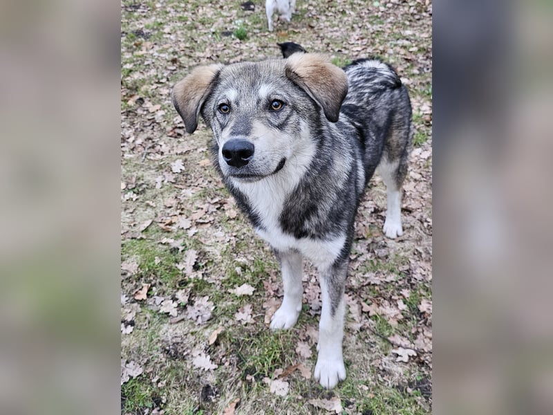 Süßer Junghund Tobi sucht sein Für-immer-Zuhause