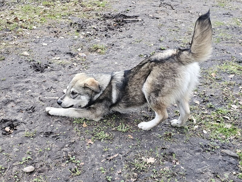 Süßer Junghund Tobi sucht sein Für-immer-Zuhause