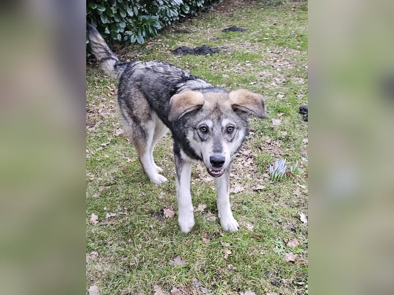 Süßer Junghund Tobi sucht sein Für-immer-Zuhause