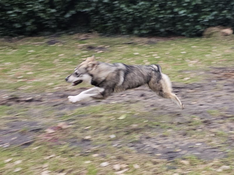 Süßer Junghund Tobi sucht sein Für-immer-Zuhause