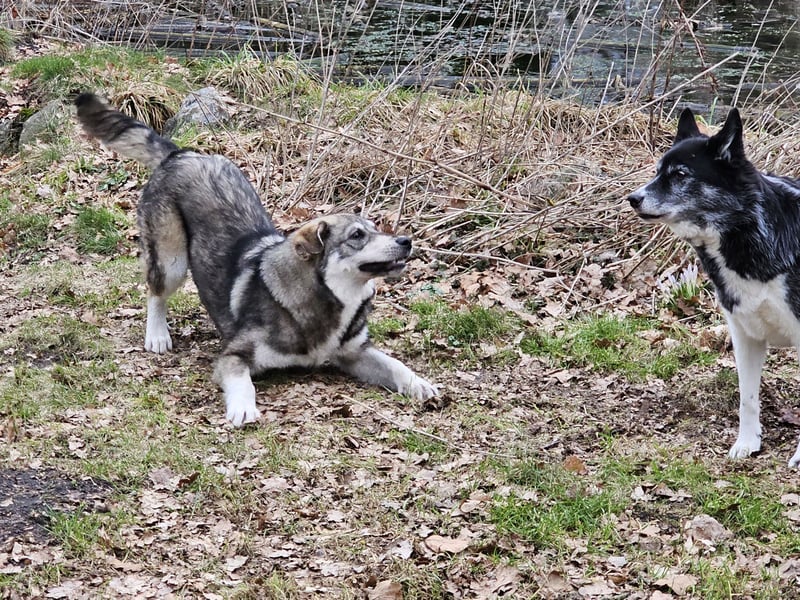 Süßer Junghund Tobi sucht sein Für-immer-Zuhause