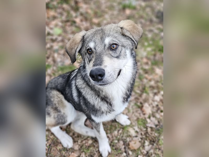 Süßer Junghund Tobi sucht sein Für-immer-Zuhause